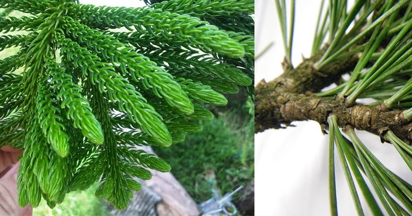 Apa Perbedaan Tumbuhan Cemara Dengan Tumbuhan Pinus Gomumu