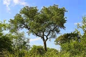 De marula of maroela is de gebruikelijke naam voor de olifantenboom. Olifantenfeestje - amarula - marula-likeur - marulaboom