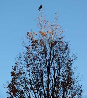 Huge black crow sitting on top of a tall tree on a narrow branch