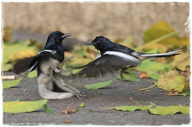 Berita Masakini Jenis Jenis Vitamin Untuk Burung Berkicau