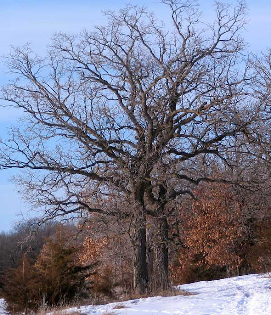 Oak Tree without Leaves