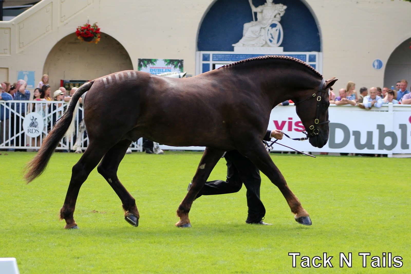 RDS Dublin Horse Show 2015 Irish Draught Stallions Tack N Tails