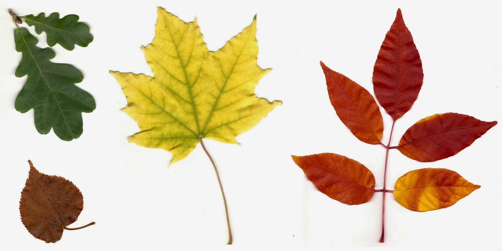 CO-Horts: The Science behind Autumn Leaf Colors