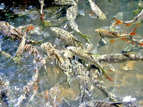 "Tagal" Sungai Moroli, Kampung Luanti - Fish Massage