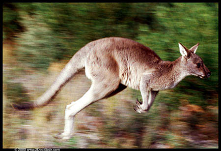 Kangaroos Pics
