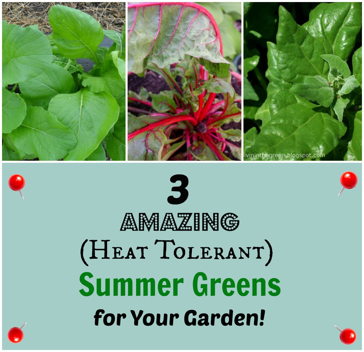 Livin' In The Green 3 Amazing (Heat Tolerant) Summer Greens for Your