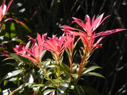Pieris Japonica Flowering Plant Queentulip