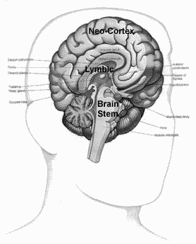 Diagram of the Brain