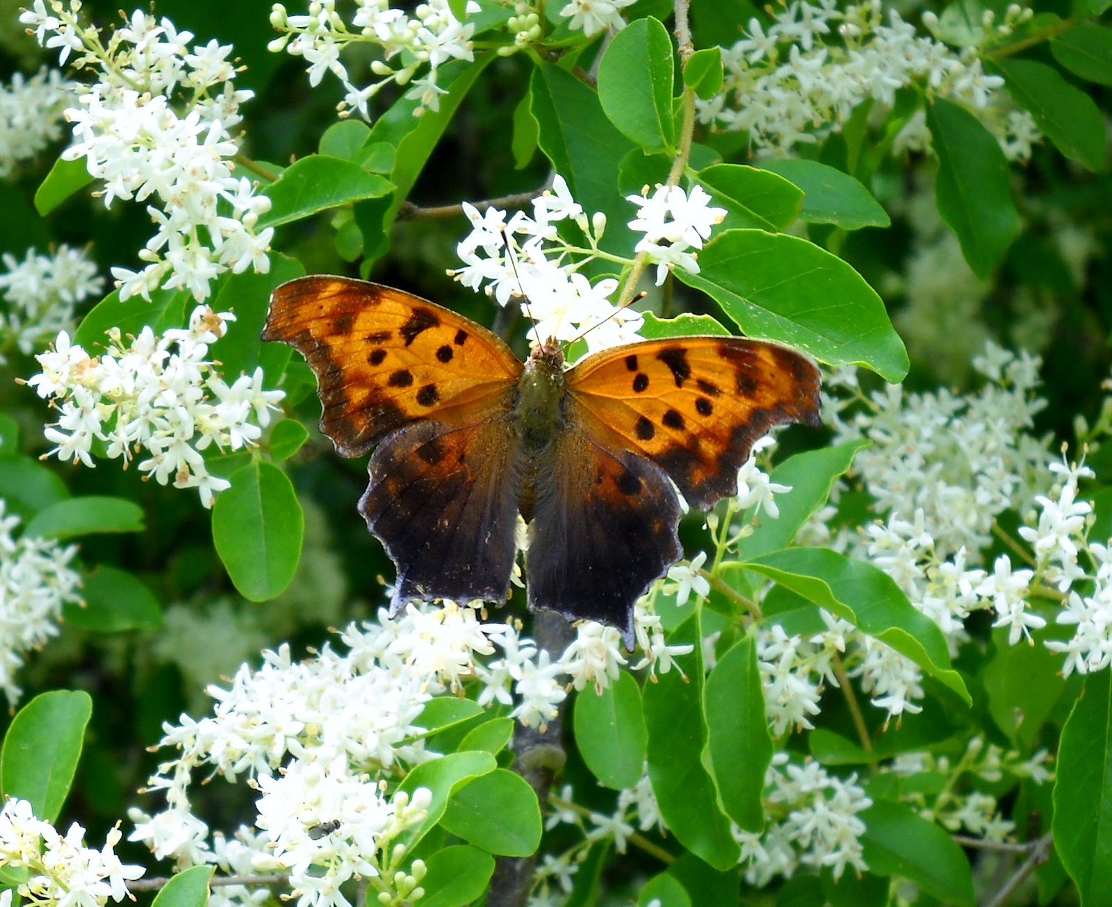 White Rock Lake, Dallas, Texas Spectacular Butterflies at White Rock Lake, Dallas
