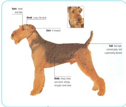 online dog breeds airedale terrier
