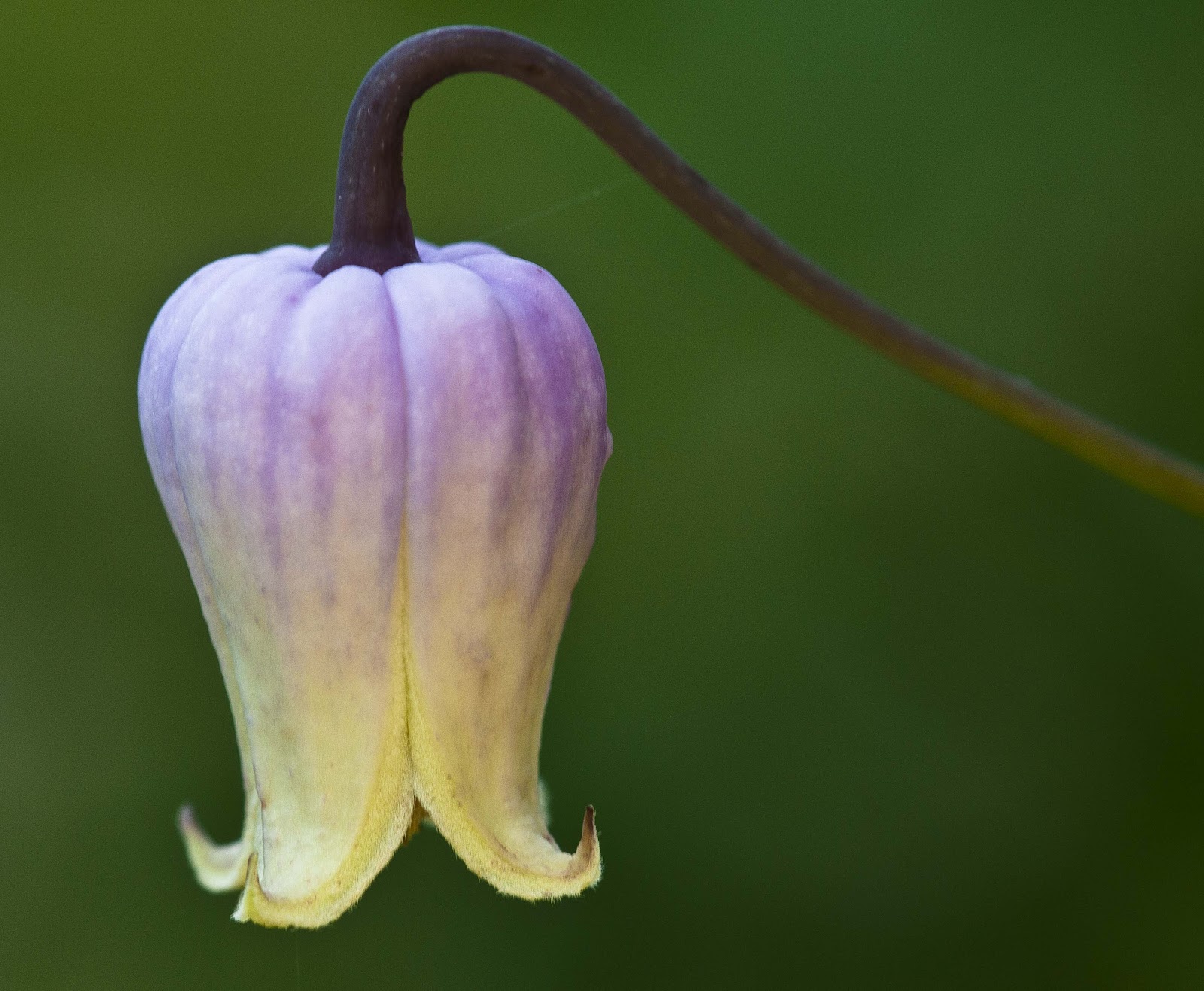 Kentucky Native Plant and Wildlife Plant of the Week Addison's