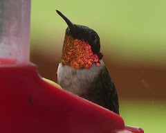 Male Ruby Throated hummingbird.