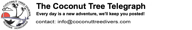 The Coconut Tree Telegraph