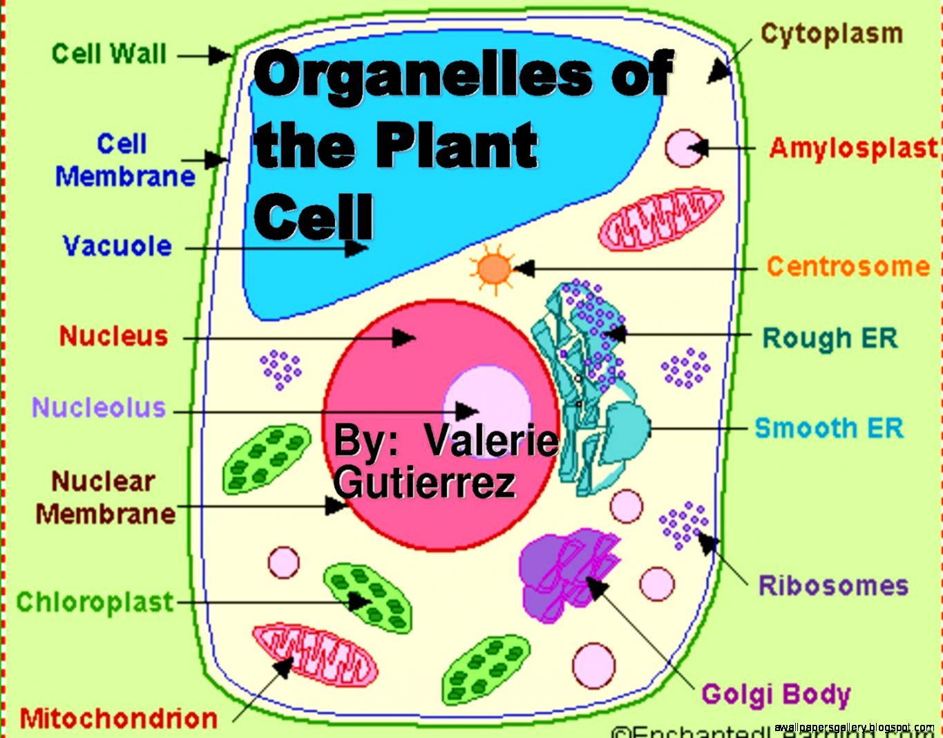 Plant Cell Lysosome Wallpapers Gallery