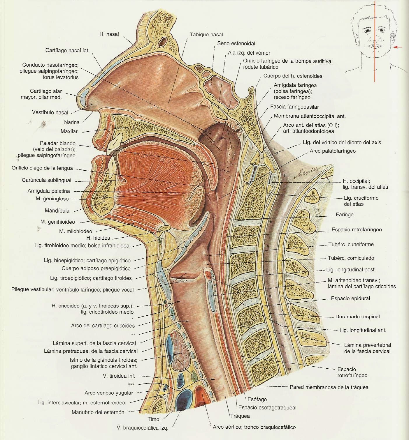 Anatomia Humana