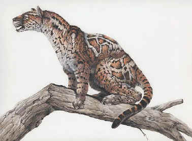Common Ancestor Dog Cat Common Ancestor Dog Cat