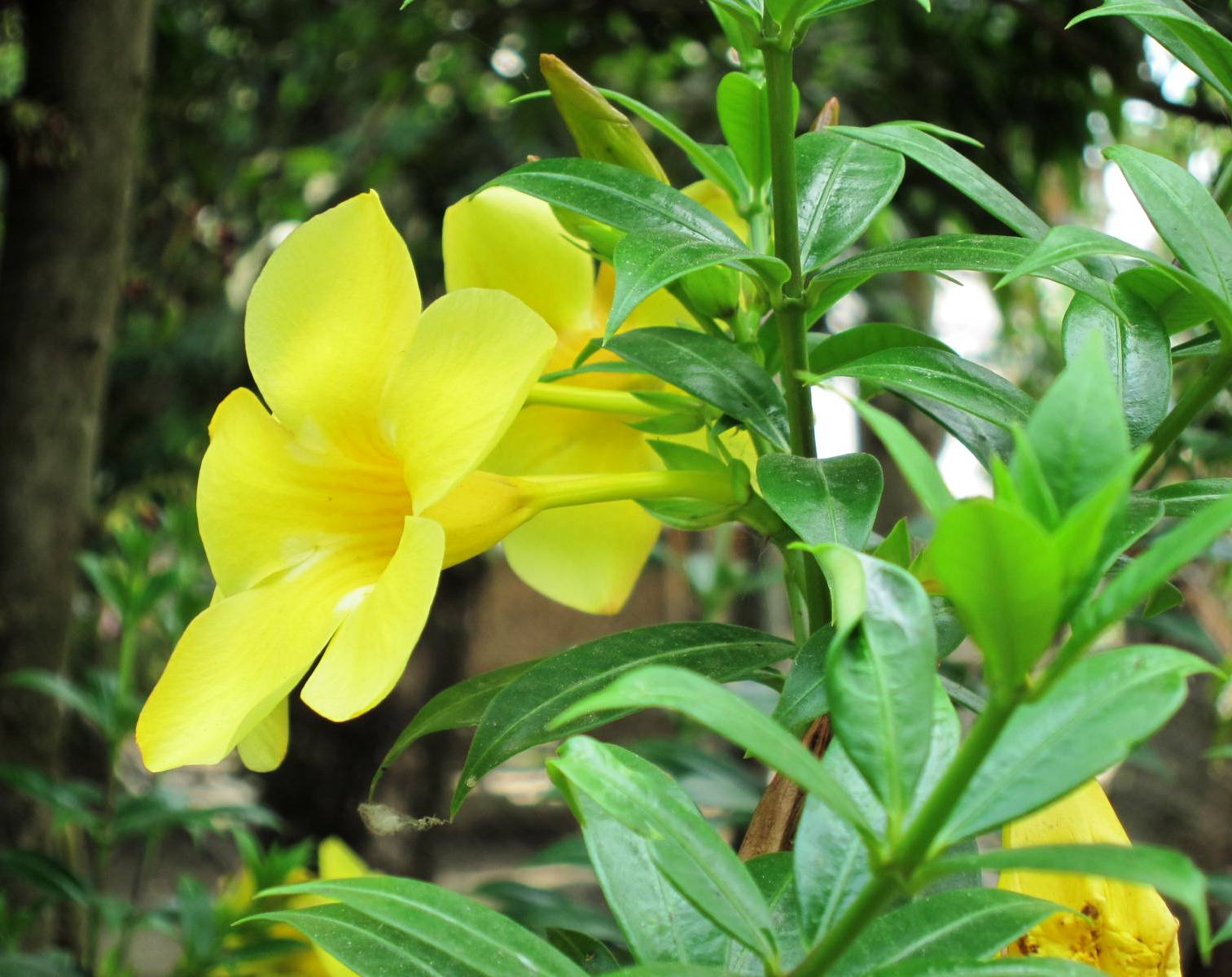 Live in the Moment Golden Trumpet