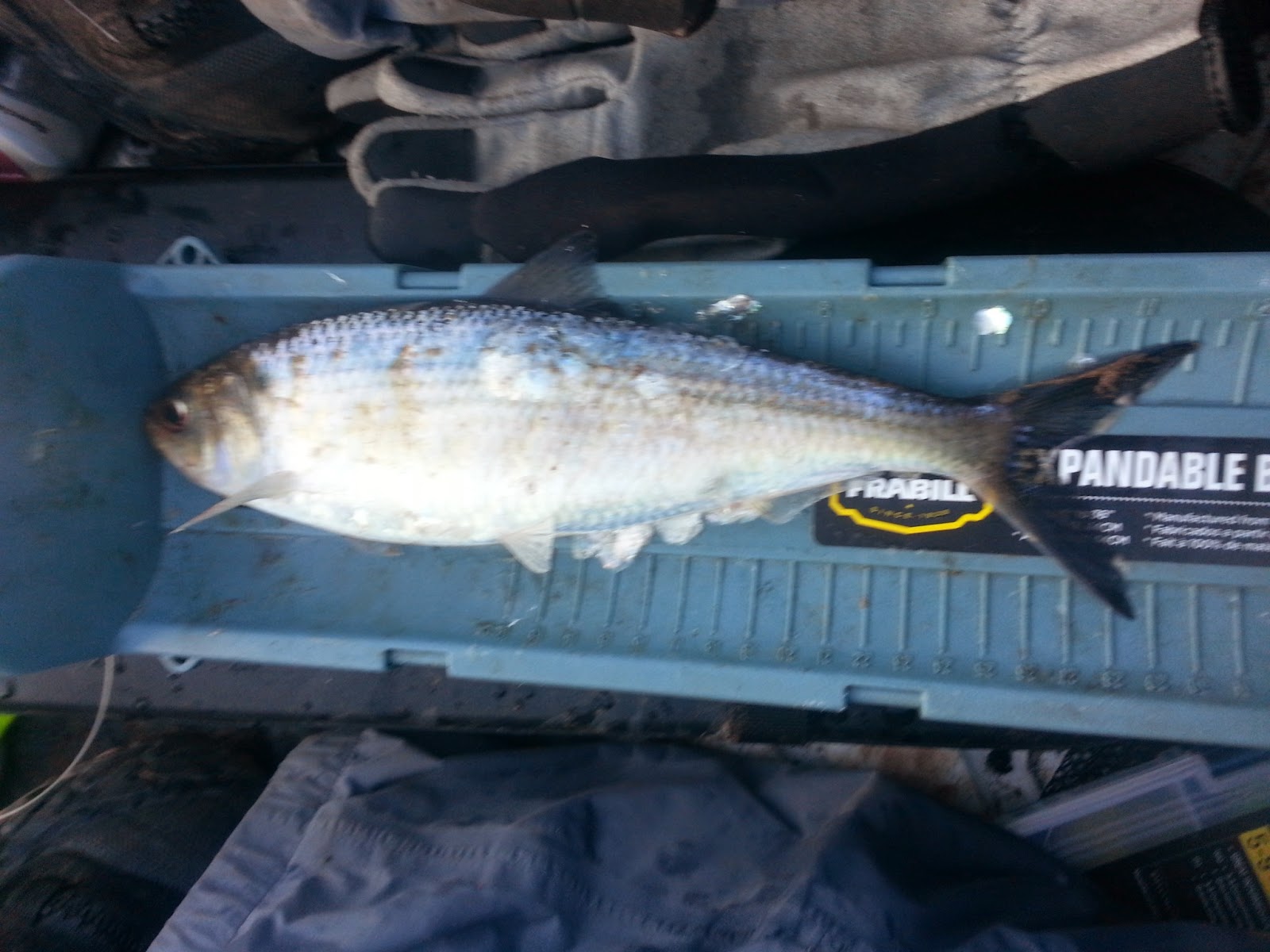 Gaspereau Fishing Season Nova Scotia