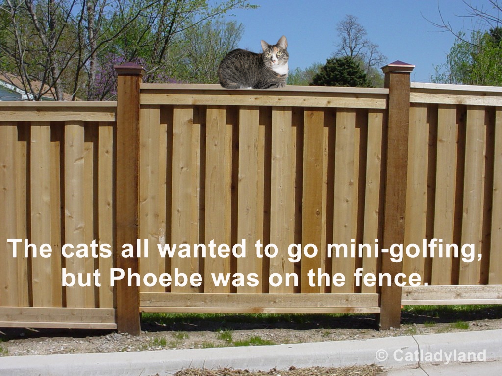 Catladyland Cats are Funny This is a Fence Post
