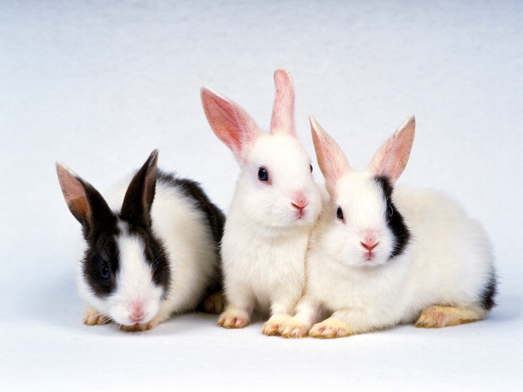 http://3.bp.blogspot.com/-CNjoGSc-s88/UDiSvl-A0wI/AAAAAAAAFao/regHgggb23k/s1600/Cute-Rabbits-Bunny-HD-Desktop-Wallpapers+(1).jpg