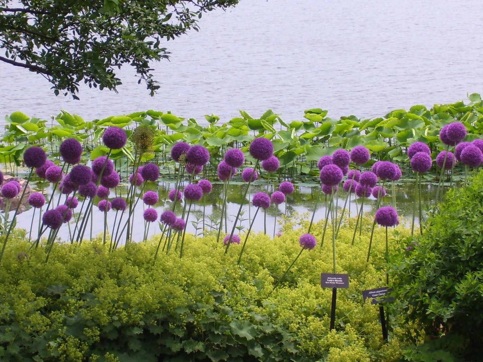 Talking to Plants Silly Allium