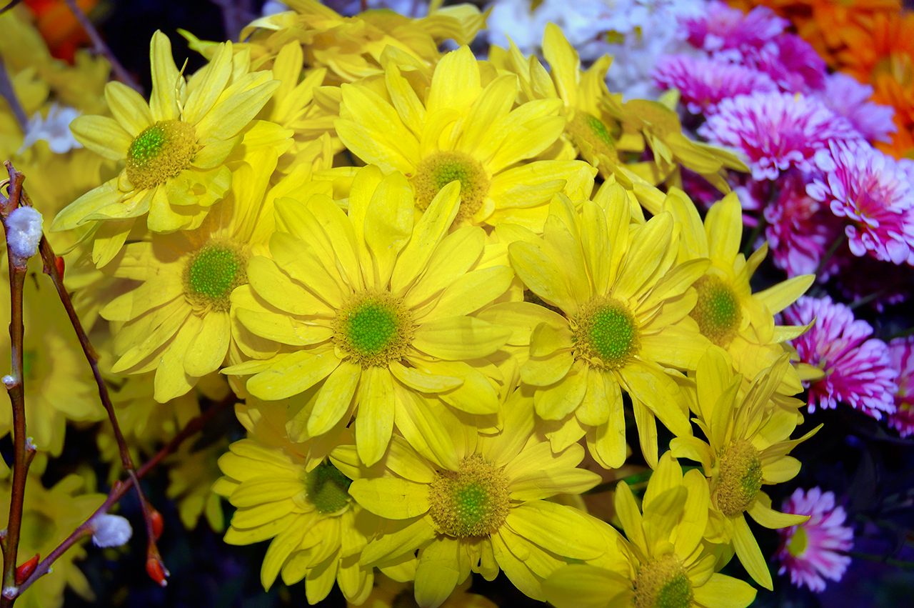 yellow flowers google search noha s picks pinterest yellow flowers google search noha s picks pinterest