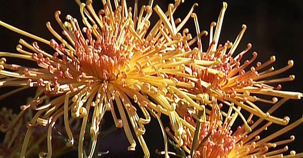 Spider Mums ~ wallpapers