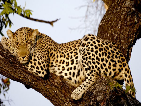 Leopard | Animal Wildlife