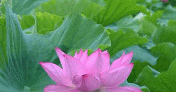 Decent Image Scraps: Animated Lotus Flower