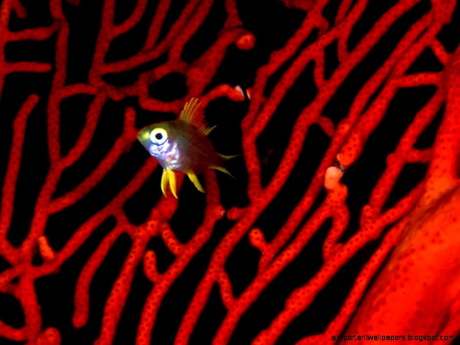 Lemon Damselfish Wallpaper Free Aquatic Wallpapers Lemon Damselfish Wallpaper Free Aquatic Wallpapers