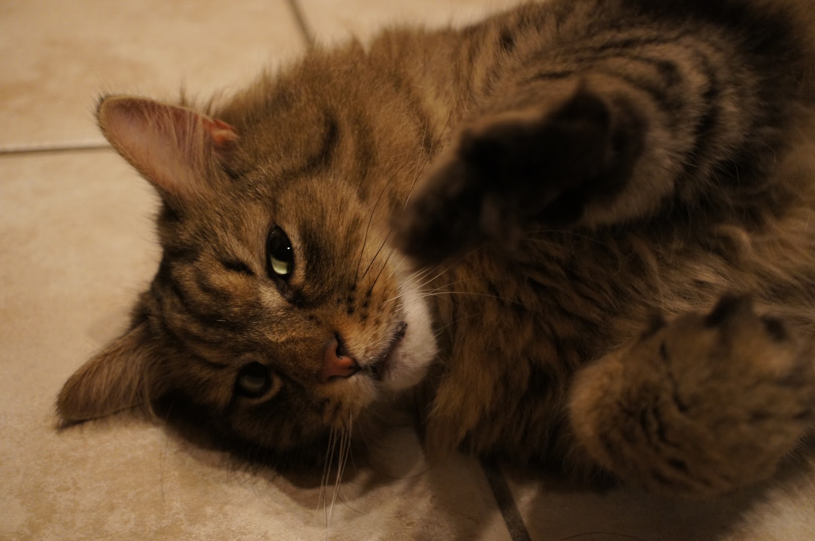 Free pictures of a domestic medium hair cat
