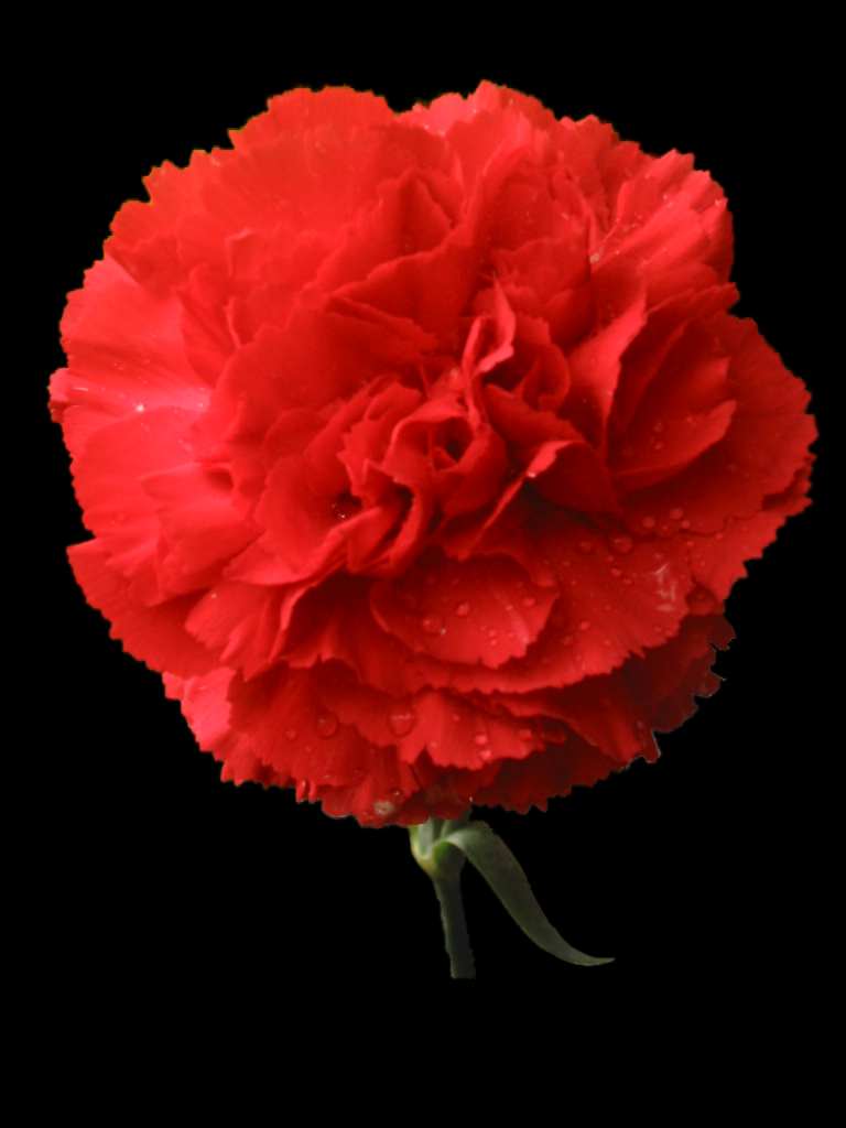 Background Collections: carnation flower wallpaper