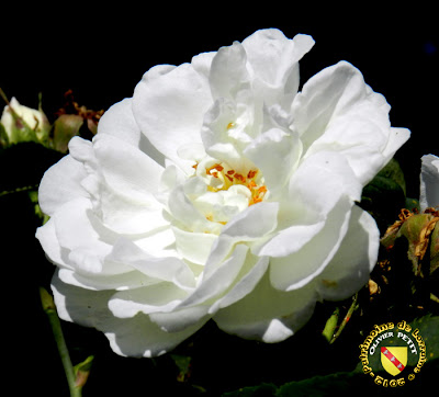 VILLERS-LES-NANCY (54) - La roseraie du Jardin botanique du Montet - Rosa alba maxima