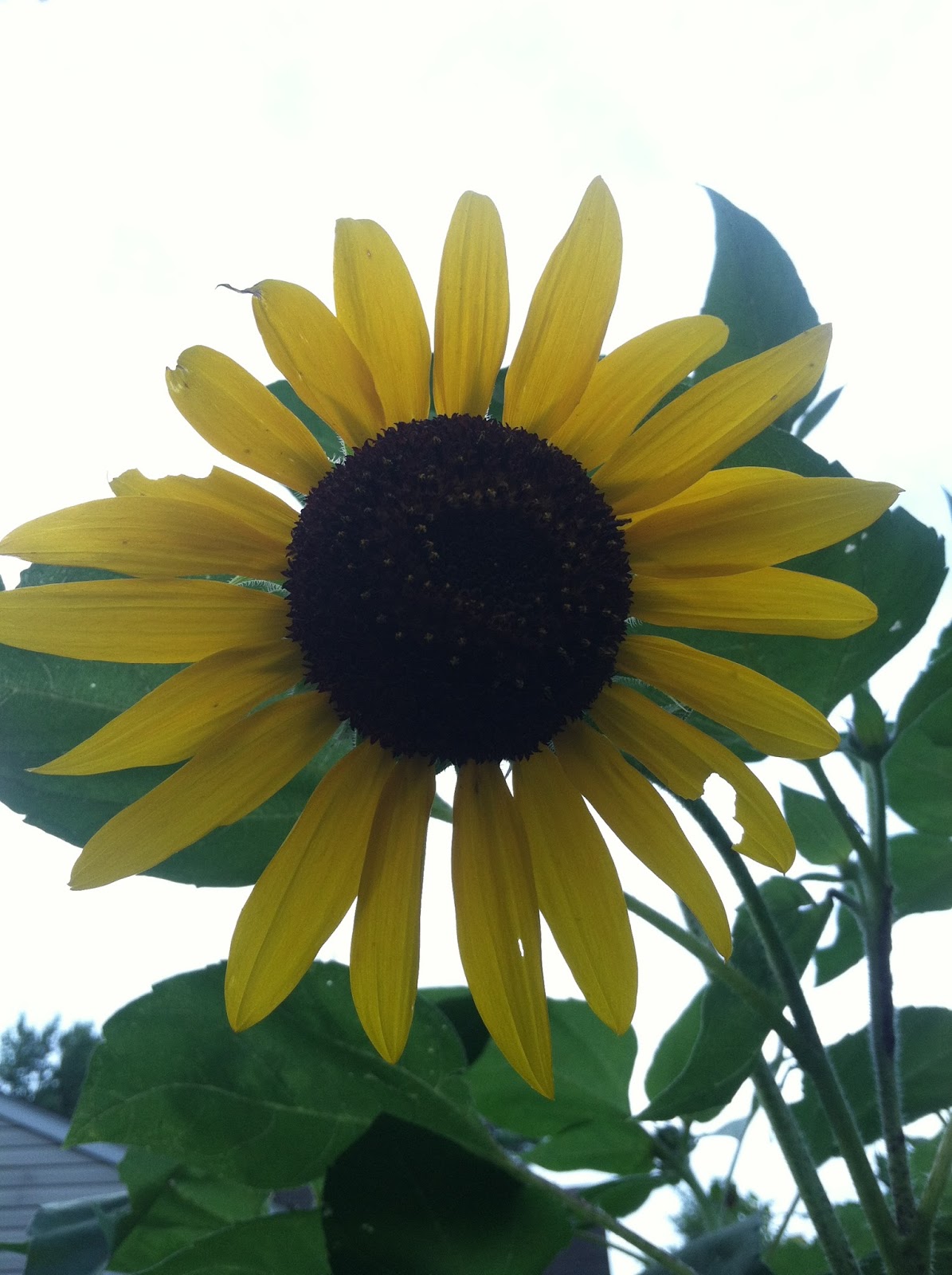 peace love linds SUMMER SUNFLOWERS