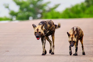 De wilde honden of hyenahonden zijn wilde hondachtigen uit de orde der roofdieren.
