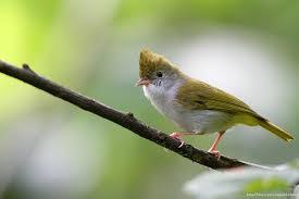 Blog Ku Burung Yuhina Samarinda