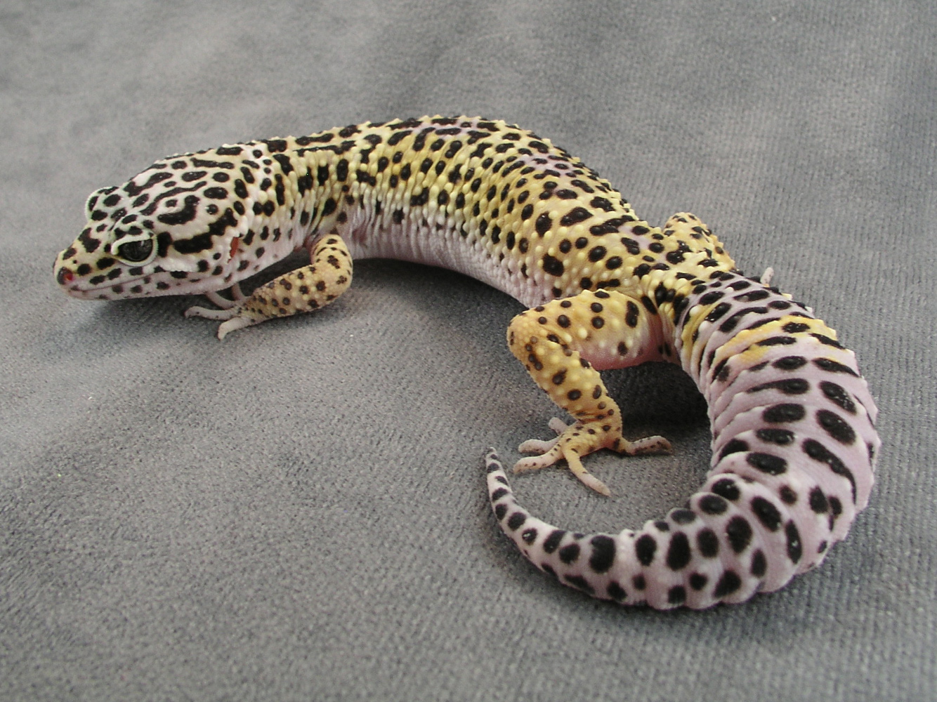 gecko leopard spotted geckos lizard tail animal eublepharis macularius reptilia nov am