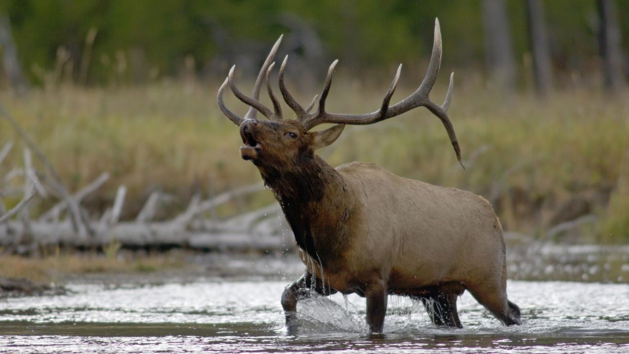 American Elk