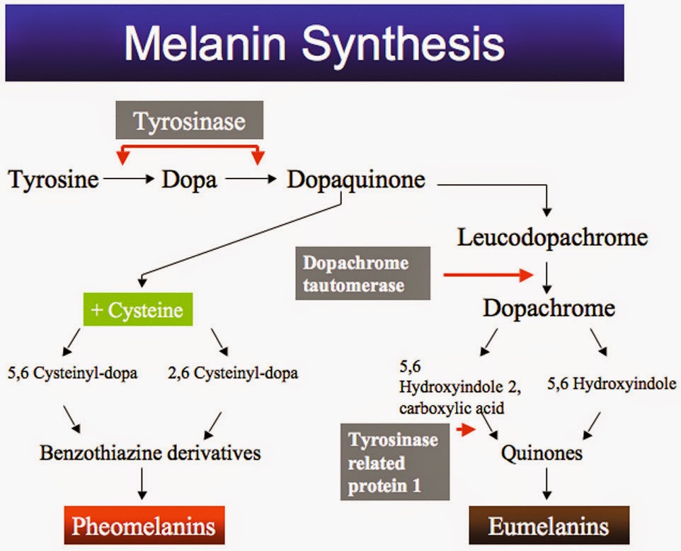 kojic acid thesis kojic acid thesis