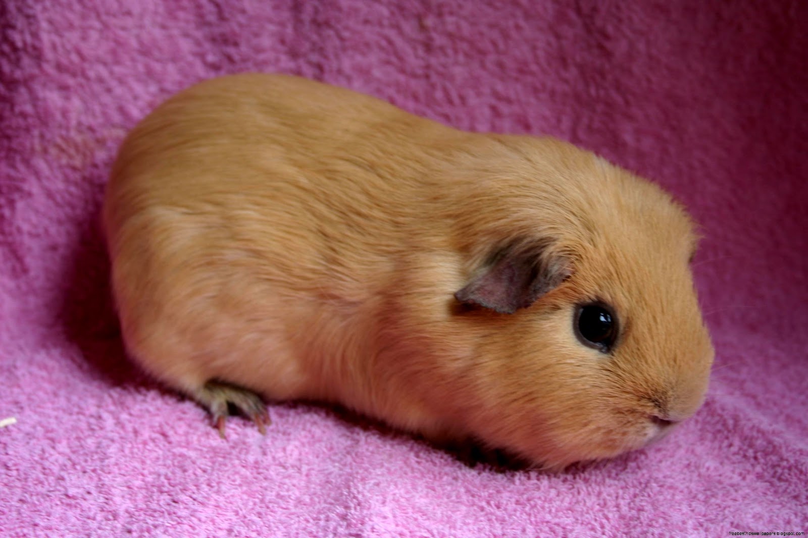 Cute Guinea Pigs Babies Cute Guinea Pigs Babies
