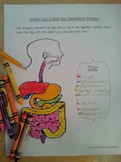 Our Precious Sprouts' Homeschool Journal: FREE Digestive System