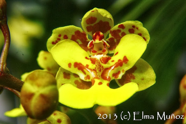 Oncidium cebolleta. Orquideas del Perú
