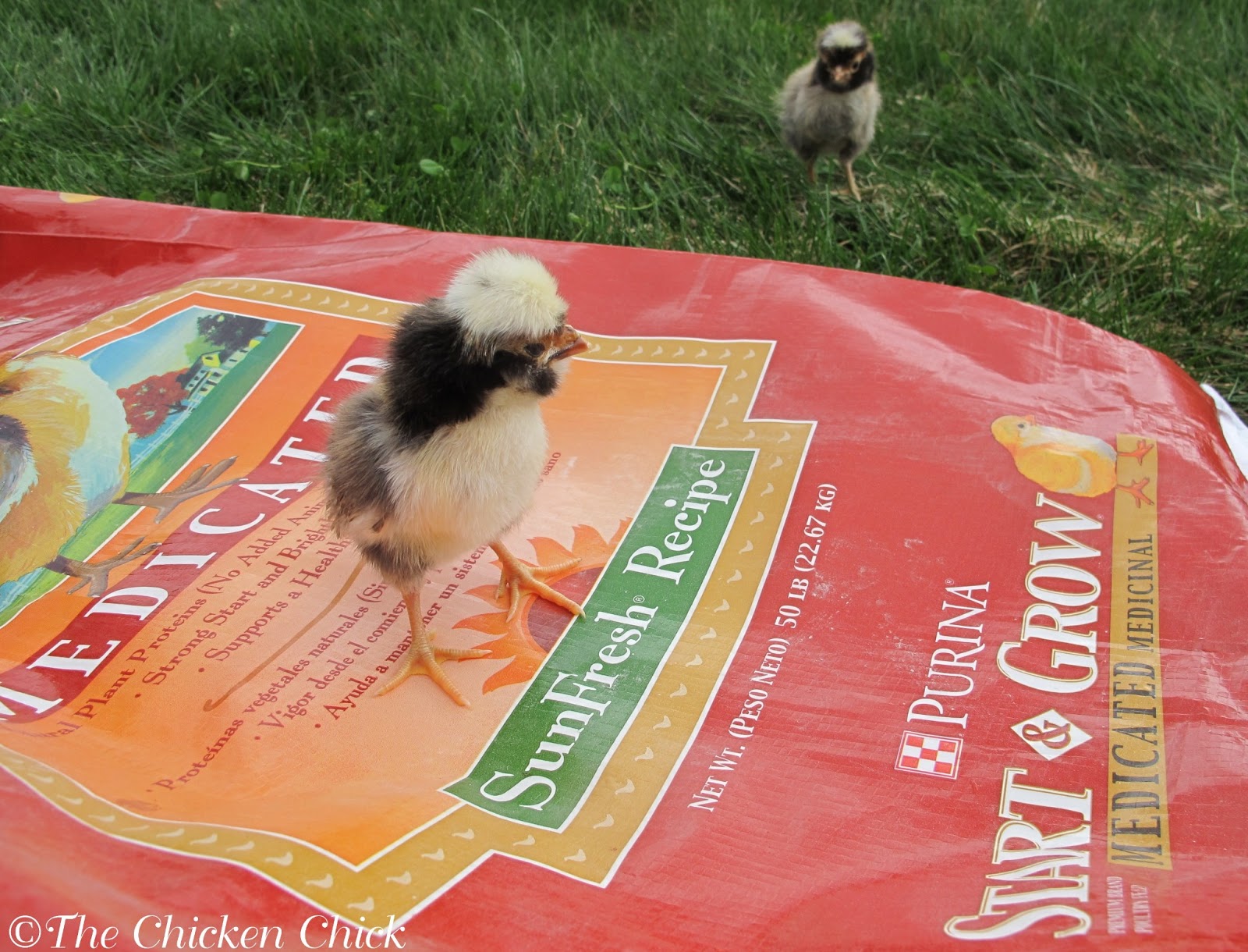 The Chicken Chick® 10+ Tips for Healthy Chickens