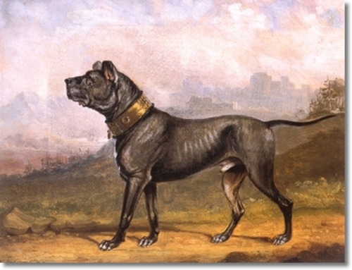 george-cole-1830-early-mastiff.jpg