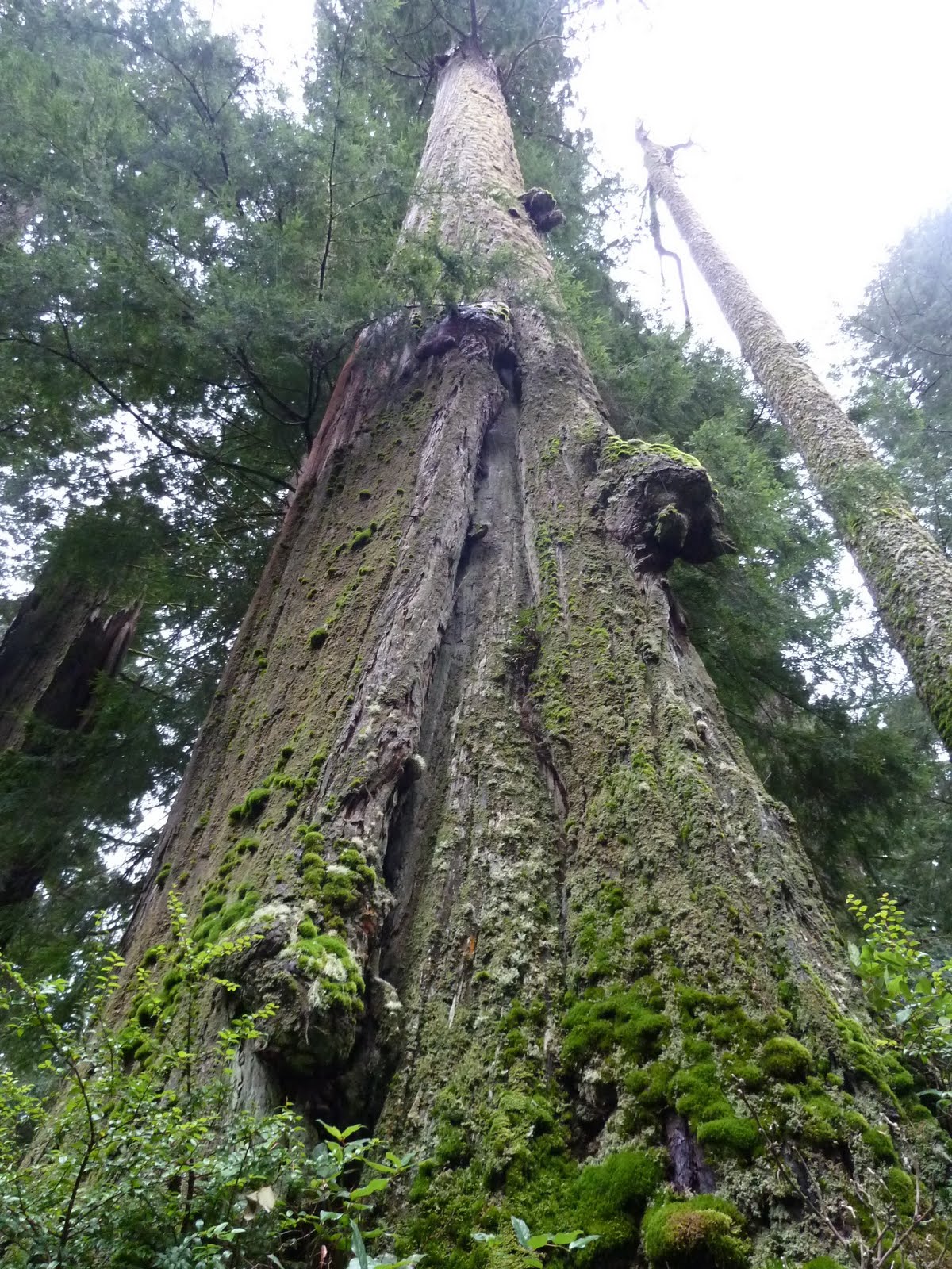seniors walking across america DAY 46 CRESCENT CITY TREES OF MYSTERY