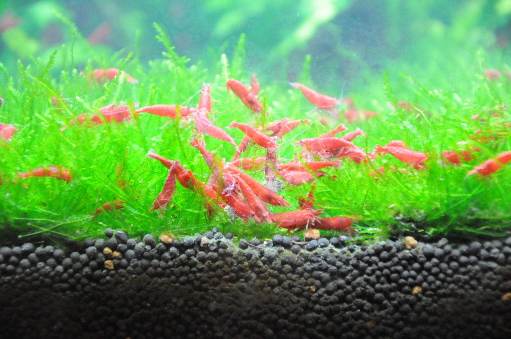 Red Cherry Shrimp Fire+Red+Shrimp_Neocaridina+heteropoda+var