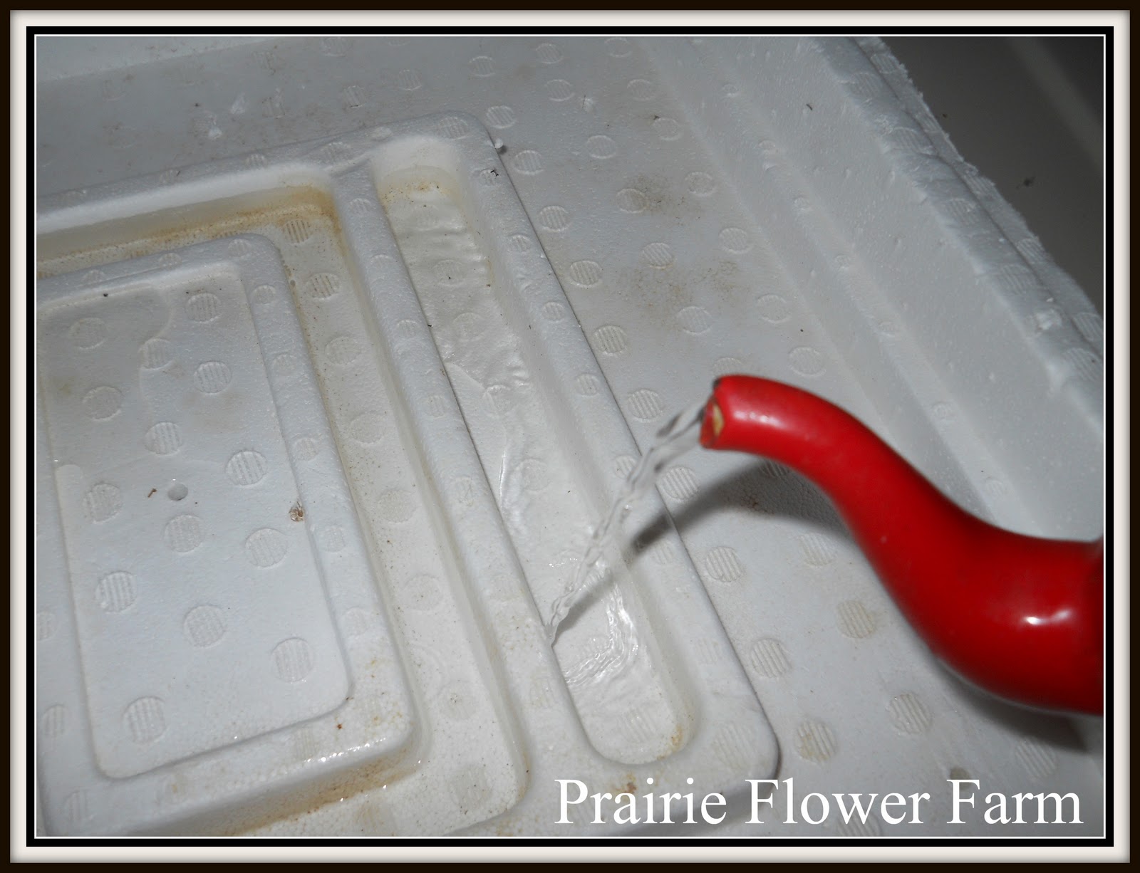 Prairie Flower Farm Incubating Some Eggs.........39 chickens and 1 duck