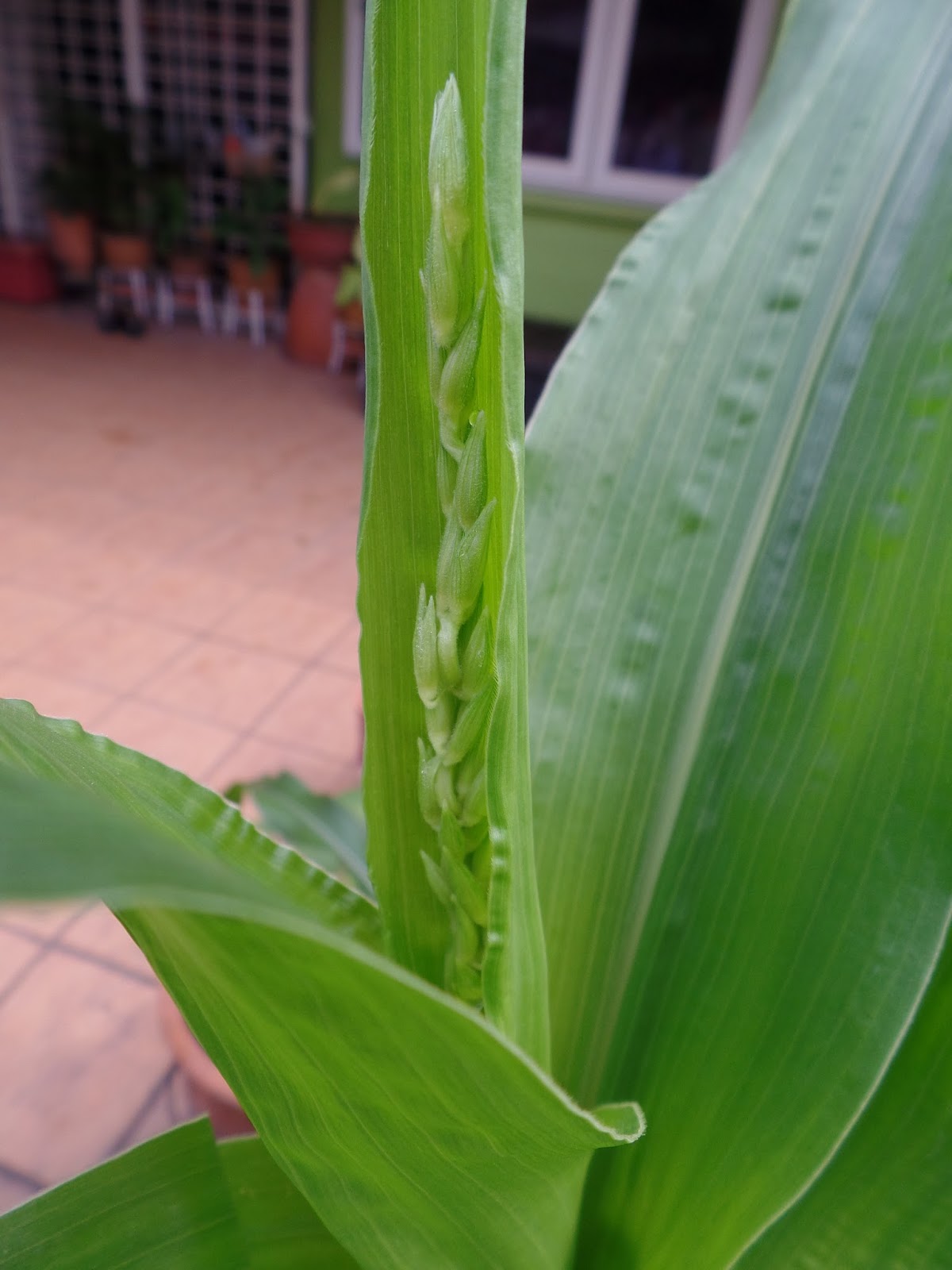 My Little Potted Garden Sweet Baby Corn Zea Mays
