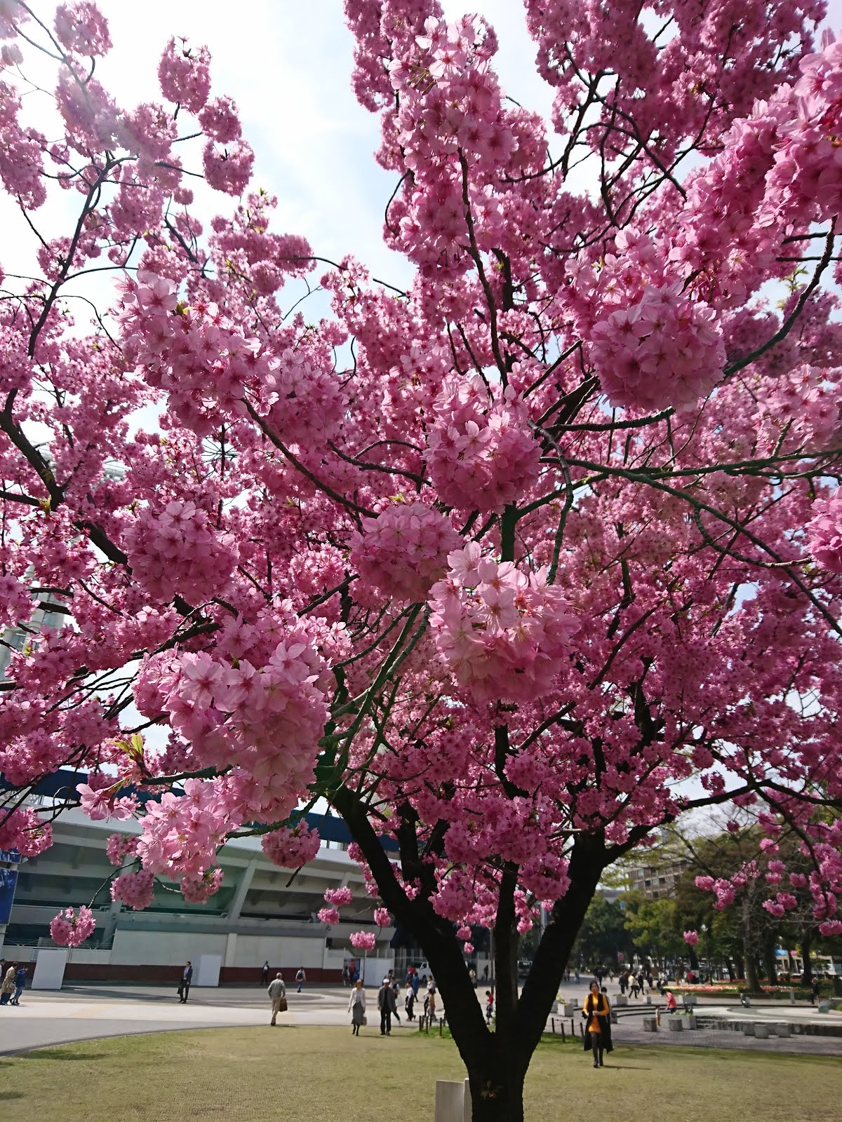 八木東一のブログ 3 26 横浜公園の北側では桜がぼってとした赤い色の花を咲かせていた