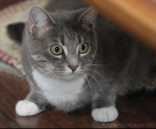 Ow Many Cats Can You Have In Jersey County Il Ow Many Cats Can You Have In Jersey County Il